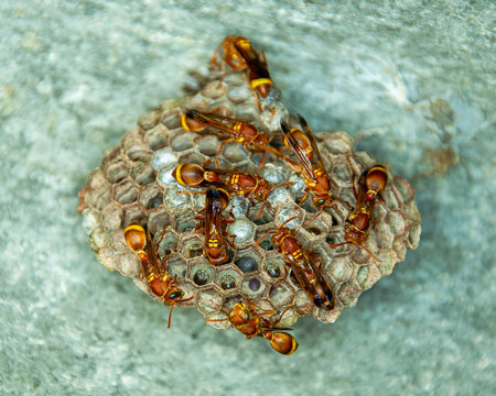 Paper Wasps on Geometric Hexagonal Nest Against Textured Stone