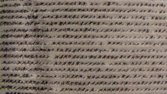 Vineyards in Autumn Paso Robles California Drone Aerial View