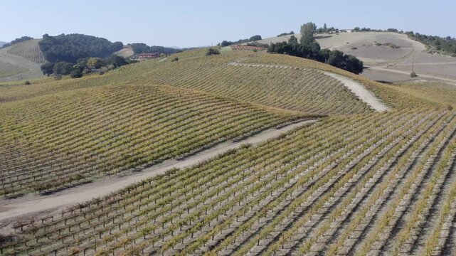 Vineyards in Autumn Paso Robles California Drone Aerial View