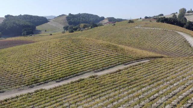 Vineyards in Autumn Paso Robles California Drone Aerial View