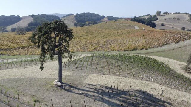 Vineyards in Autumn Paso Robles California Drone Aerial View