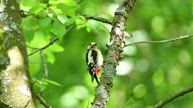 Buntspecht mit Futter im Schnabel