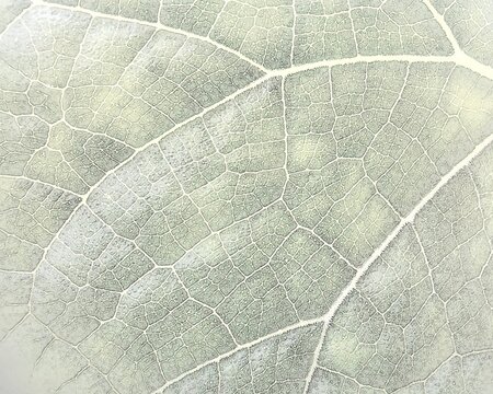 Leaf vein texture pattern background, close up macro sketch of pale green botanical foliage skeletal grid and cellular network line art illustration