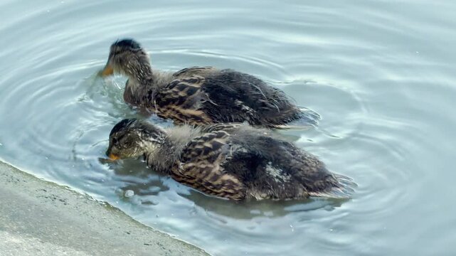 A pair of adorable ducklings glide together through smooth, rippling water near a concrete bank. Their close companionship evokes a heartwarming feeling of tender friendship and peaceful comfort.