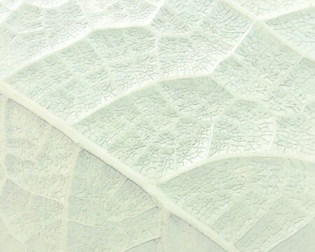 Leaf vein texture macro pattern, high detailed line art background of pale green botanical cell network and natural foliage skeleton illustration