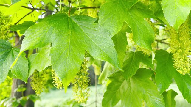Bright green sycamore maple blossoms hang gently in thick, vibrant clusters. This refreshing woodland display brings a comforting feeling of peaceful joy, hope, and natural renewal.