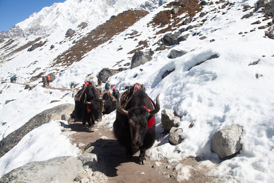 Group of Yaks carrying goods along the route to Everest Base Camp in the Himalayan Mountains of Nepal