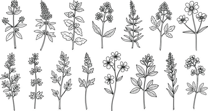 Hand Drawn Botanical Herb and Wildflower Sketch Vector Set Featuring Mint, Thyme, Rosemary, Oregano, Lavender, and Meadow Flower Foliage Drawings