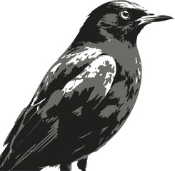 Fototapeta premium Bird 1