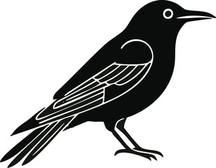 Fototapeta premium Bird