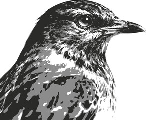 Fototapeta premium Bird 2
