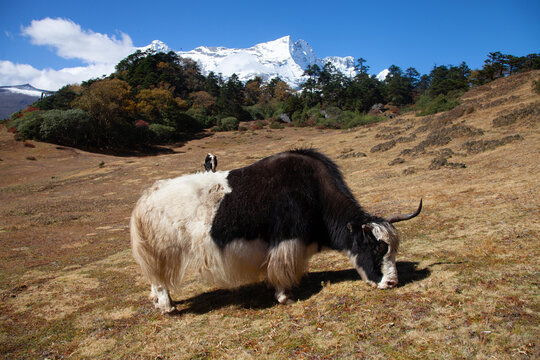 Large black and white yak grazing on dry grassland with snow-capped mountains in the background