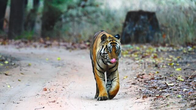 Tiger faces camera head-on, intense eyes piercing, powerful jaws open&mdash;apex predator confronting with raw ferocity