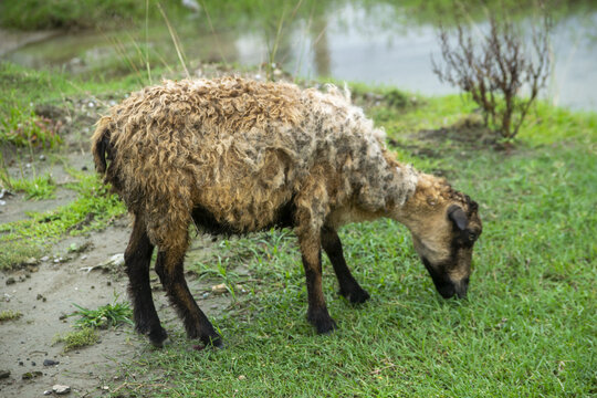A brown sheep grazing on lush green grass near a muddy path and water during the day