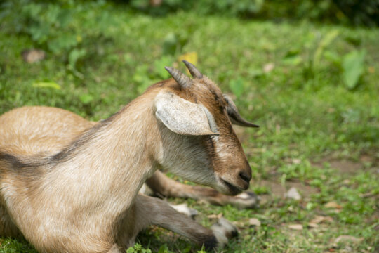 A tan goat rests peacefully on a grassy field under bright sunlight with soft focus