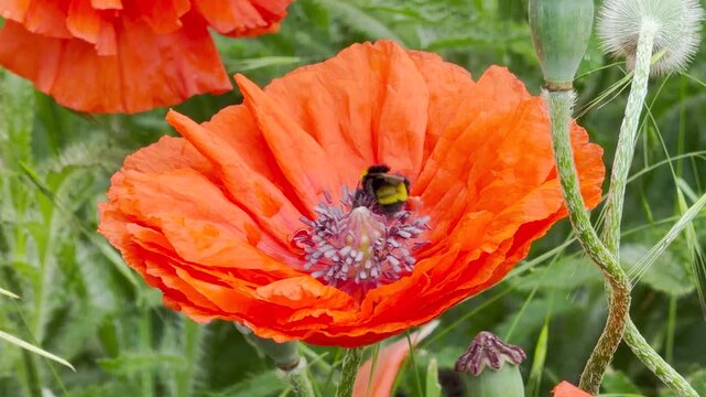 A fuzzy bumblebee lands on a bright, ruffled orange poppy to collect pollen. This close-up view radiates a joyful, energetic feeling, highlighting the beautiful and essential dance of life in nature.