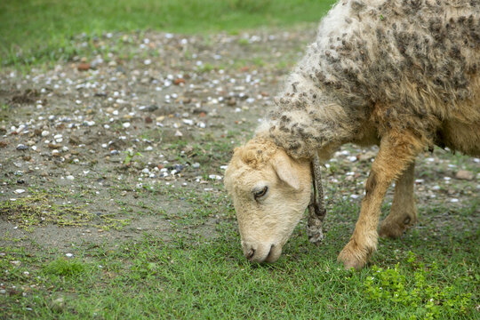 Domestic Sheep grazing on lush green grass in a natural outdoor setting 