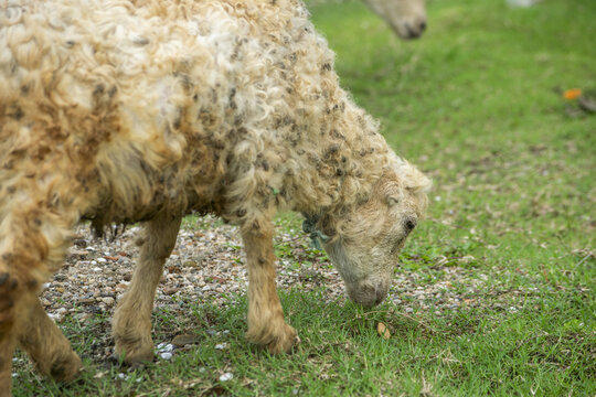 Woolly sheep grazing on green grass during daytime with shallow depth of field