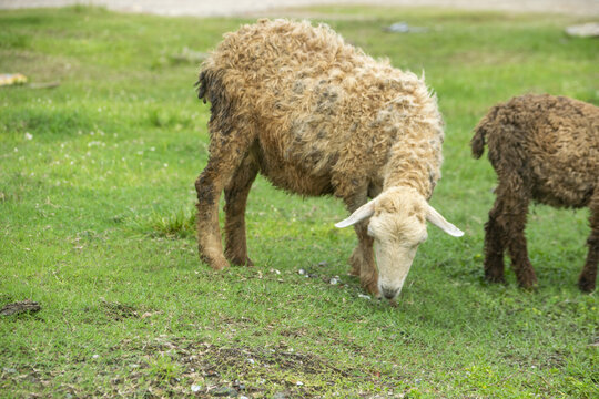 Woolly sheep grazing peacefully on a vibrant green pasture during daylight