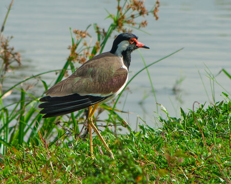 Red-wattled Lapwing Standing on Grassy Bank Near Water