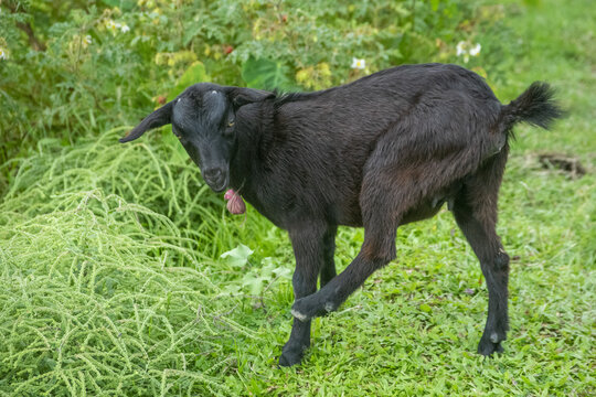 Young black goat standing in lush green grass during daylight with a playful pose