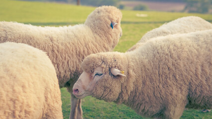 Flock of sheep grazing in a sprawling green pasture with livestock, grassland © Phanudat Manphatthan
