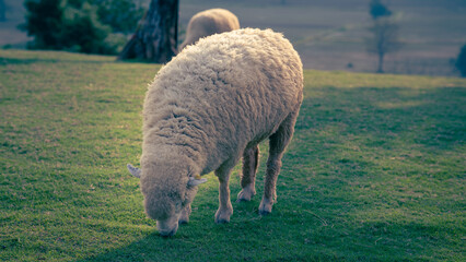 Sheep grazing on a grassy hill in soft natural light a fluffy sheep © Phanudat Manphatthan