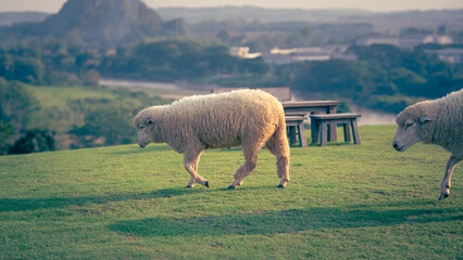 Sheep walking on a grassy hill with a distant landscape livestock outdoors © Phanudat Manphatthan