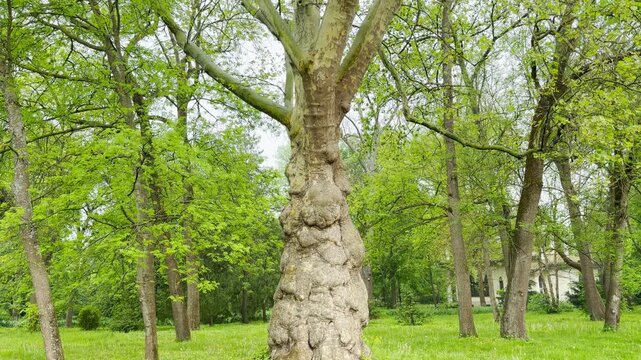A large sycamore tree with a bumpy, gnarled trunk grows tall in a lush green lawn. The bright spring leaves surrounding it create a tranquil atmosphere, filling the viewer with sense of peace and awe.