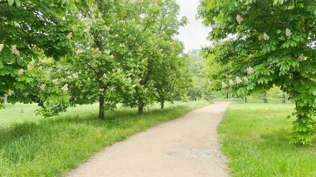 A light dirt path curves smoothly through a lush alley of blooming horse chestnut trees. The abundant green leaves and pale blossoms evoke a deeply peaceful, refreshing feeling of a quiet spring.