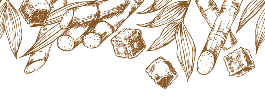 Sugarcane. Seamless border in sketch style. Retro frame of sugarcane stems and brown sugar.