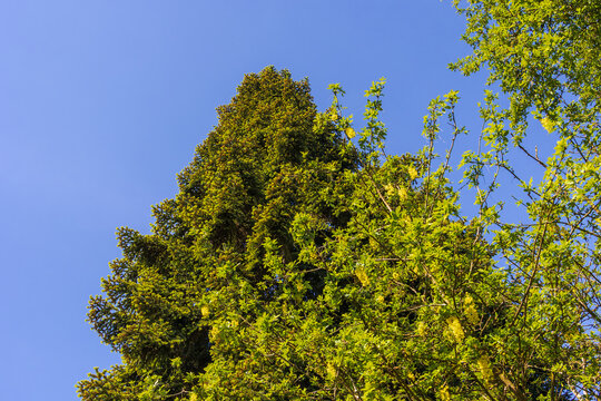 Tall flowering laburnum tree against deep blue sky, Deutschland, Augsburg, 18.5.2026