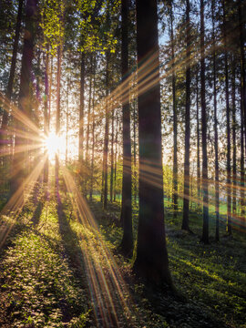 Sun Rays Through Chartreuse Forest Trees At Golden Hour
