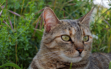 Obraz premium Tabby Cat Portrait Outdoors In Natural Green Garden Light