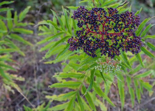 Dwarf Elder Berries Sambucus Ebulus Close Up In Summer
