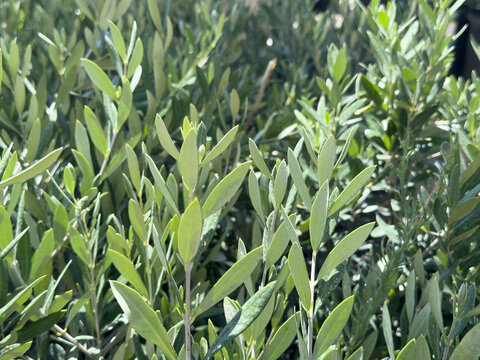 A view of the leaves of the little ollie drawf olive plant.