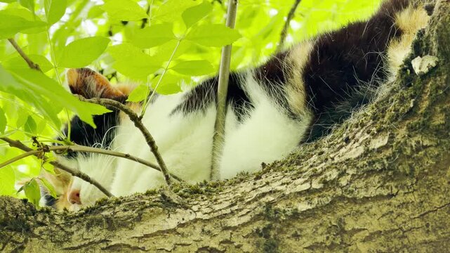 A calico cat takes a peaceful nap, curled up along a mossy, textured tree branch. Surrounded by vibrant green leaves, the cat looks completely content and safe in its high, natural sanctuary.