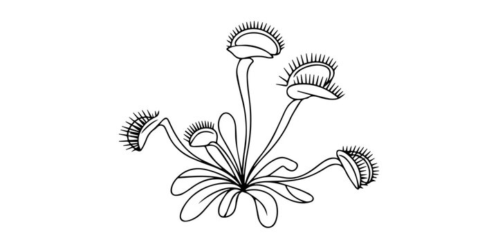 Minimalist Venus Flytrap Continuous Line Art for Botanical Illus Single one line drawing scary fresh venus flytrap for garden logo. Decorative of dionaea muscipula concept for home art wall decor post