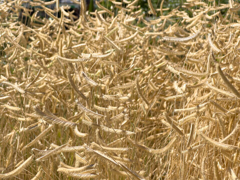 A view of blonde ambition blue grama grass.