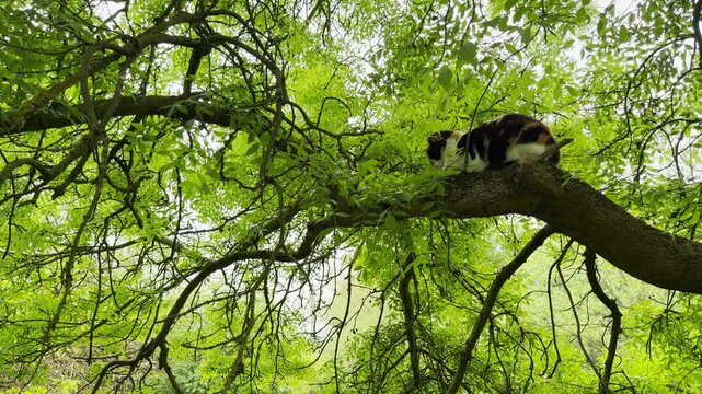 A calico cat rests high in a sprawling, green tree. The gentle scene evokes a feeling of calm and peaceful curiosity. It is a beautiful, serene moment in nature.