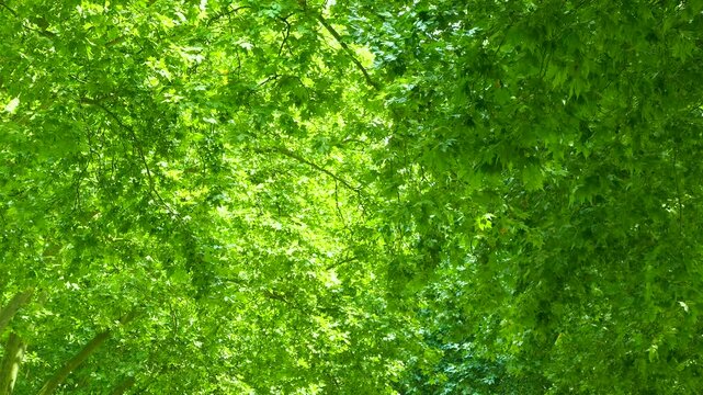ベルサイユの並木道の新緑