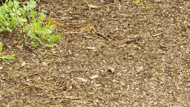A cute, fluffy Shih Tzu puppy happily trots down a gravel pathway next to some greenery. The sweet little dog seems cheerful and curious while exploring its outdoor surroundings.