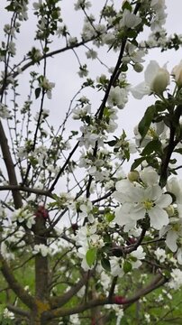 Beautiful white apple tree blossoms on branches in a spring garden, branches of a tree