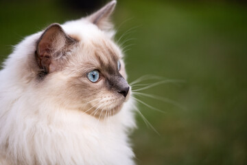 portrait of a white cat ragdoll © Paweucio