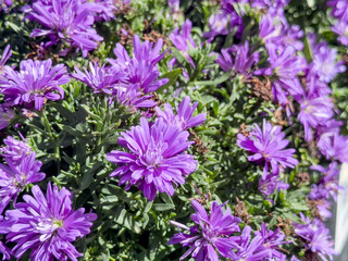 Obraz premium A view of the flowers of the New York aster plant.