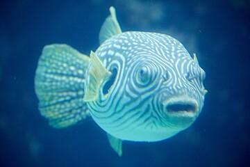 Kugelfisch  © Helmut