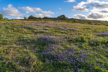 Fototapeta premium Views around Coed ty canol - national nature reserve and ancient woodland