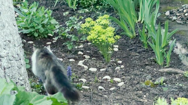 A long-haired cat explores a neat garden patch filled with young green sprouts and a circle of white stones. Its stealthy movement adds a curious, adventurous, and gentle feeling to the peaceful yard.