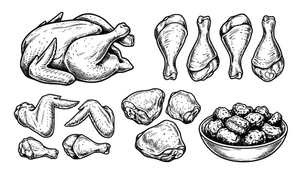 Hand drawn chicken parts illustration set whole chicken wings drumsticks vector