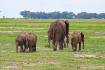 Fototapeta premium Herd of Elephants in Chobe National Park close to the city of Kasane in the very North of Botswana